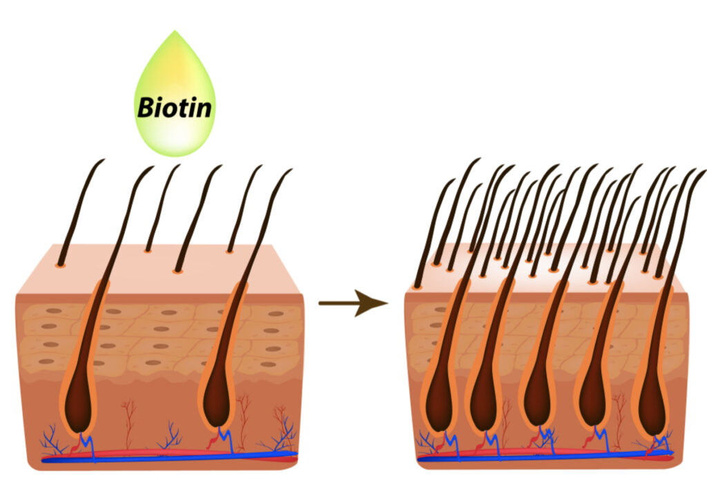 Biotin One Stop Solution For Cosmetic Personal Care Raw Material